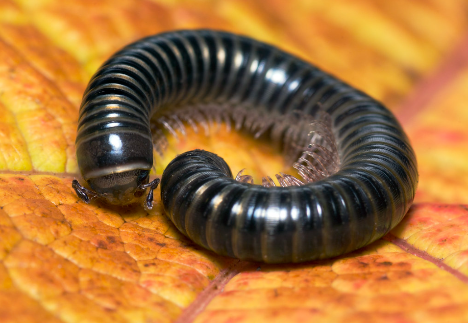 A curled up black millipede, with paler almost white legs