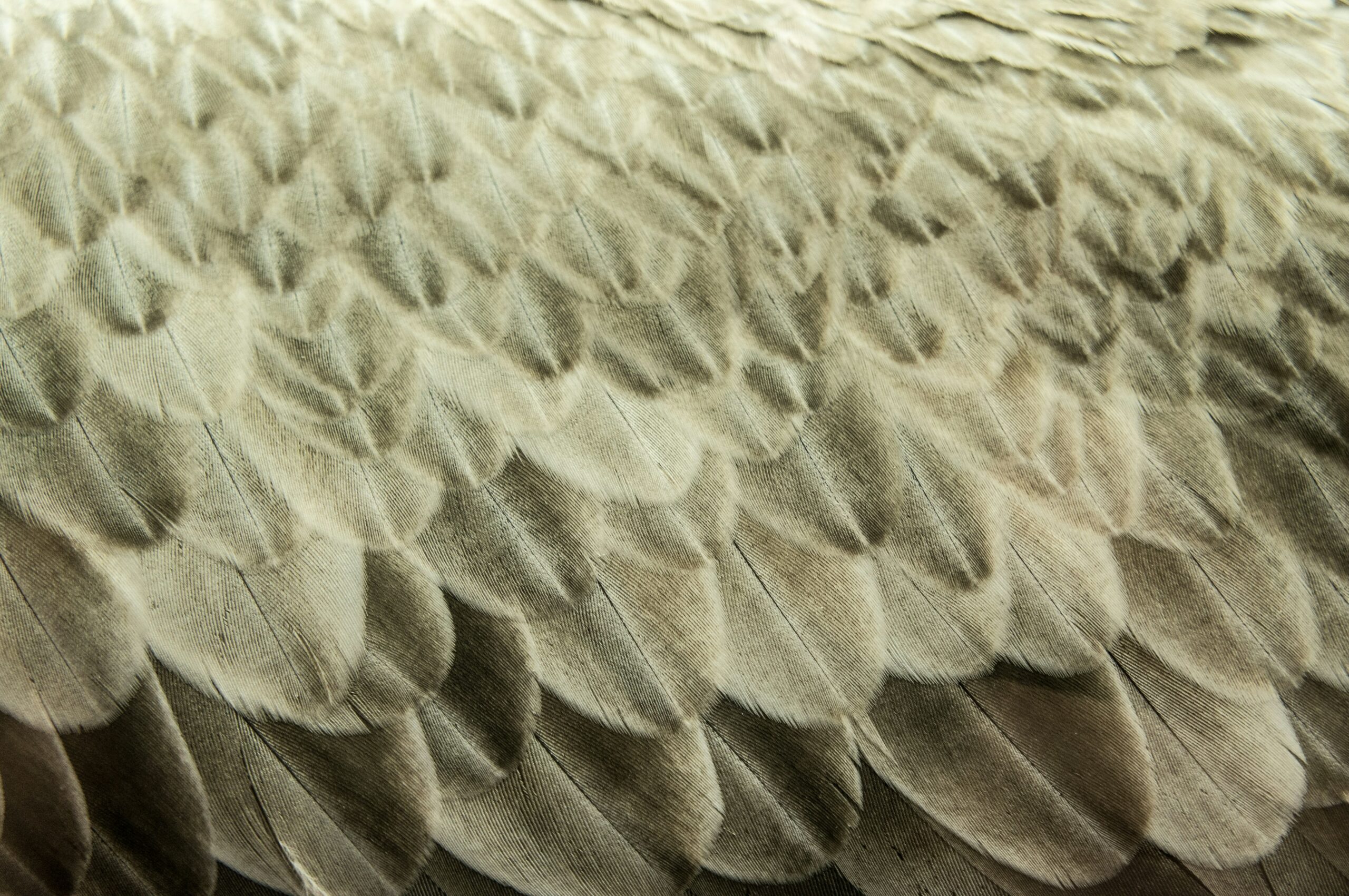 close up of grey and brown feathers,