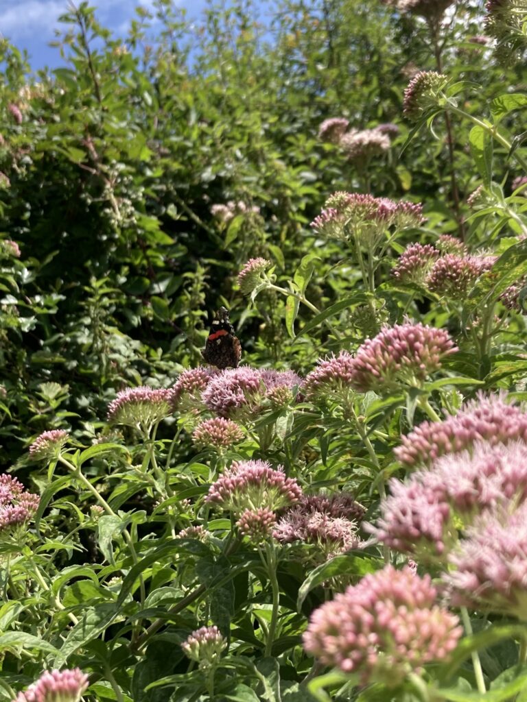 a small butterfly with red patches sits on top of a cluster of small flowers