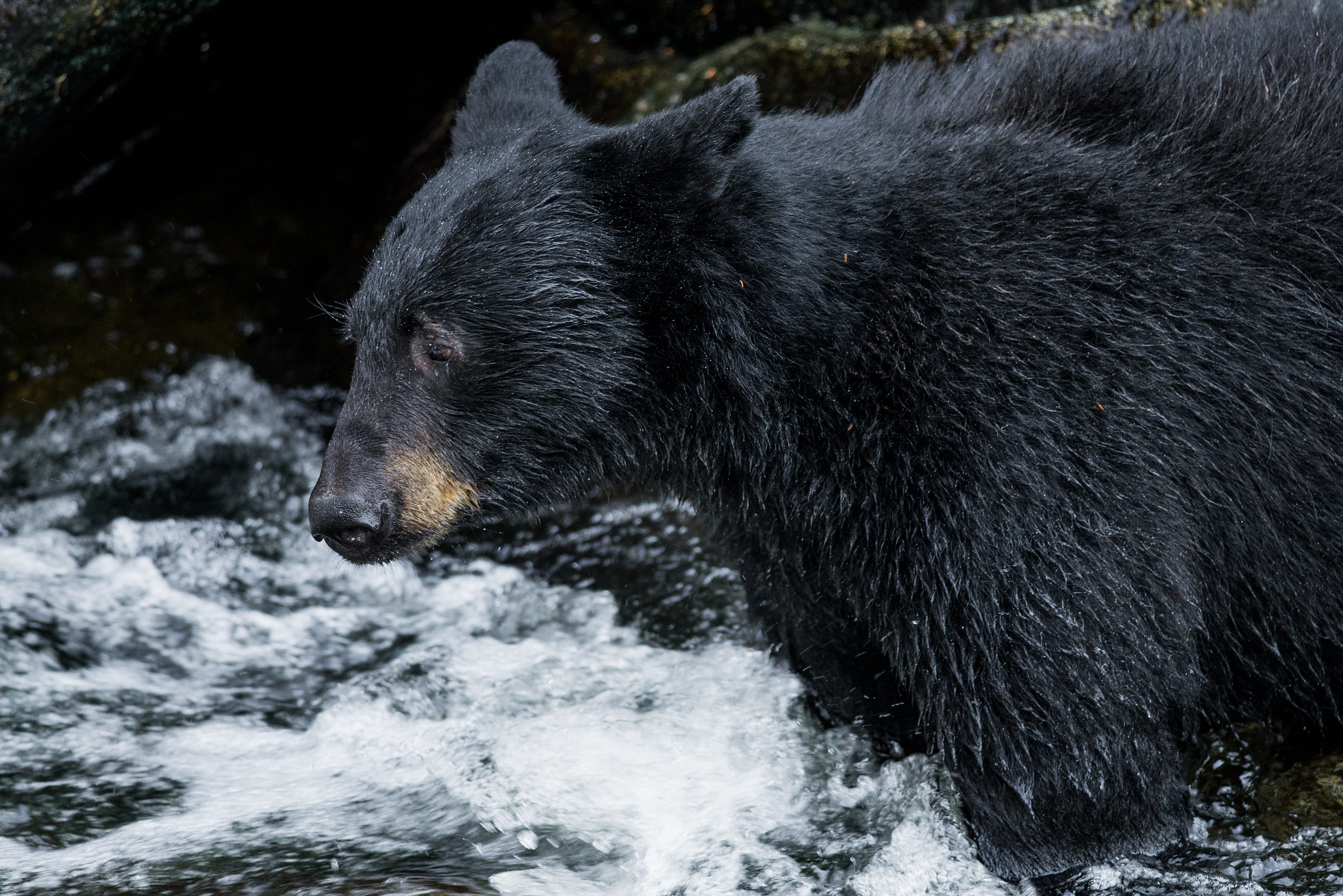 Wild Black Bear at Anan Bear Observatory.