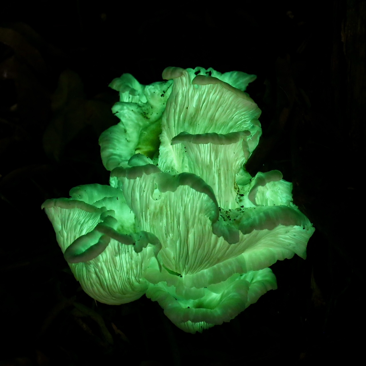 Luminous fungus (Omphalotus nididformis) phtographed in its own light.