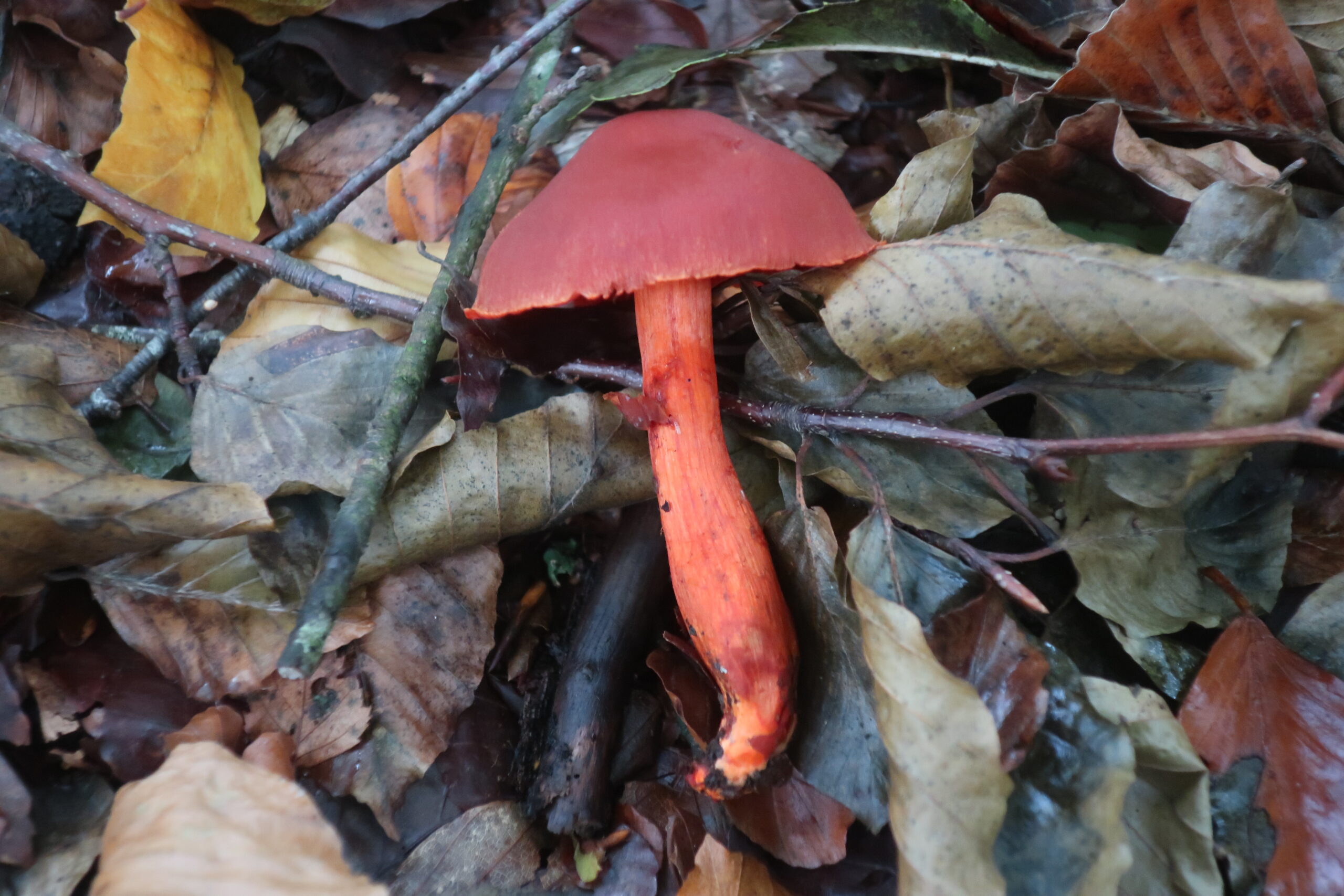 Cortinarius fungi.