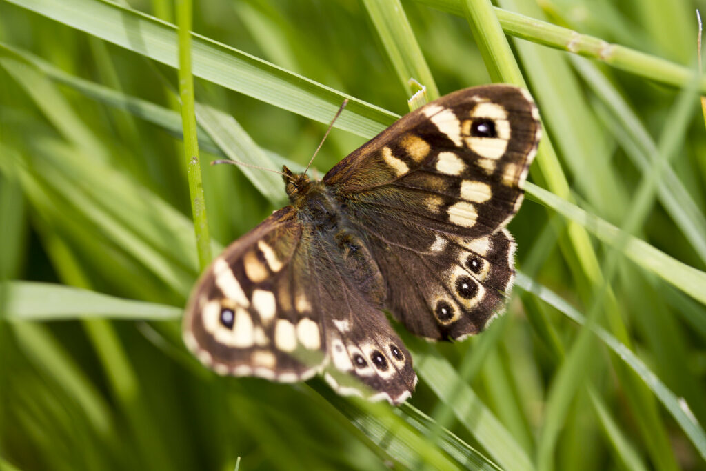 a brown and cream speckled butterfly on a blade of grass, it has some spots and is covered in dark brown hair