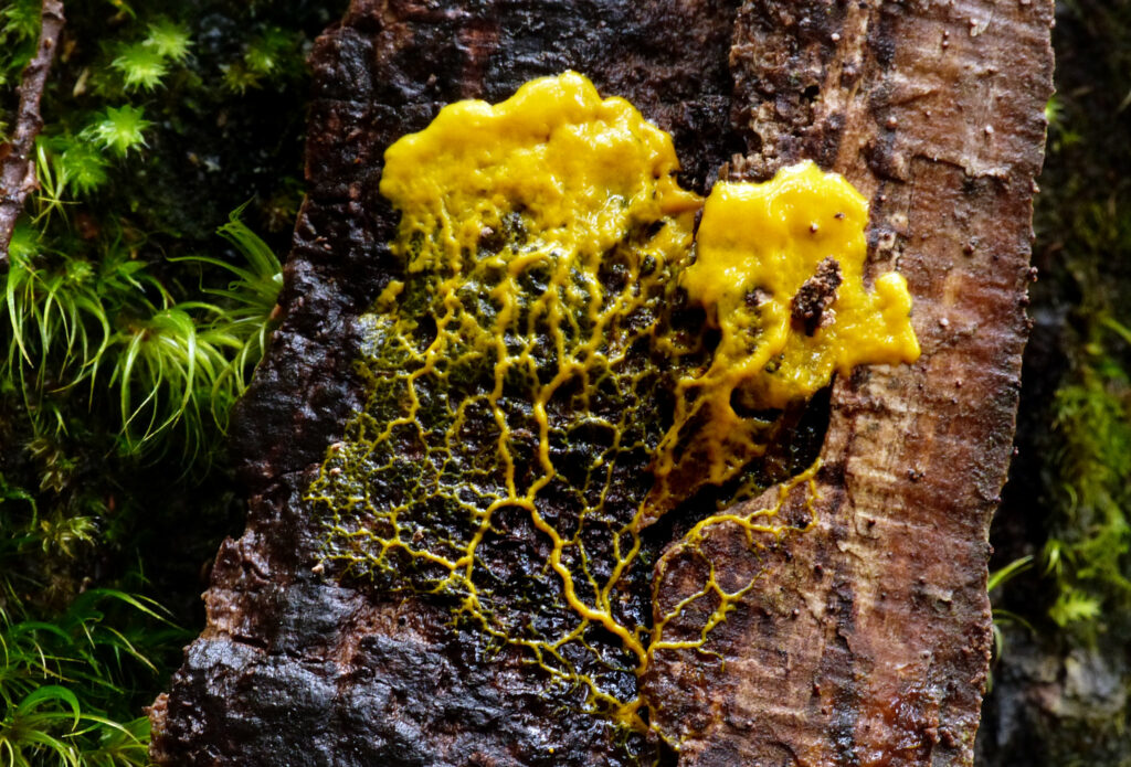 A yellow slime mould on a tree trunk. the top is a large blob of bright yellow shiny slime, trailing down through bright yellow veins