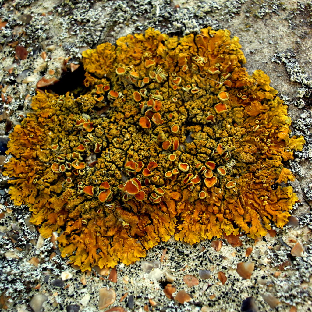 a yellow lichen on stone. It has a flaky, seaweed like appearance