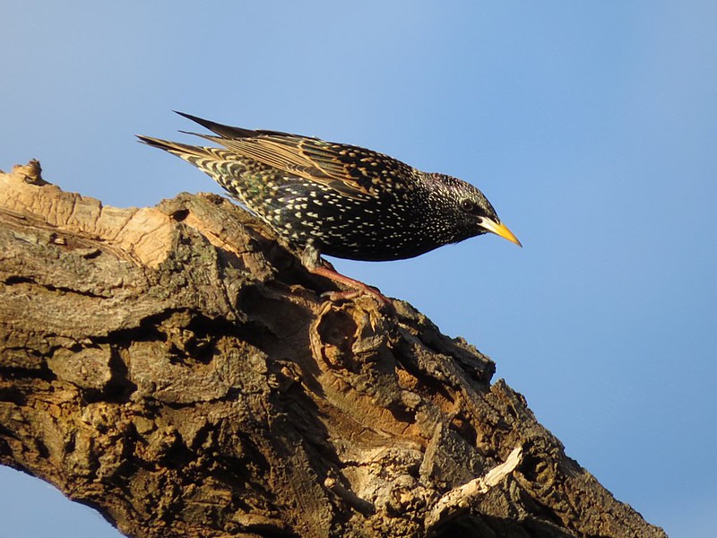 Starling by nmahieu, via flickr.