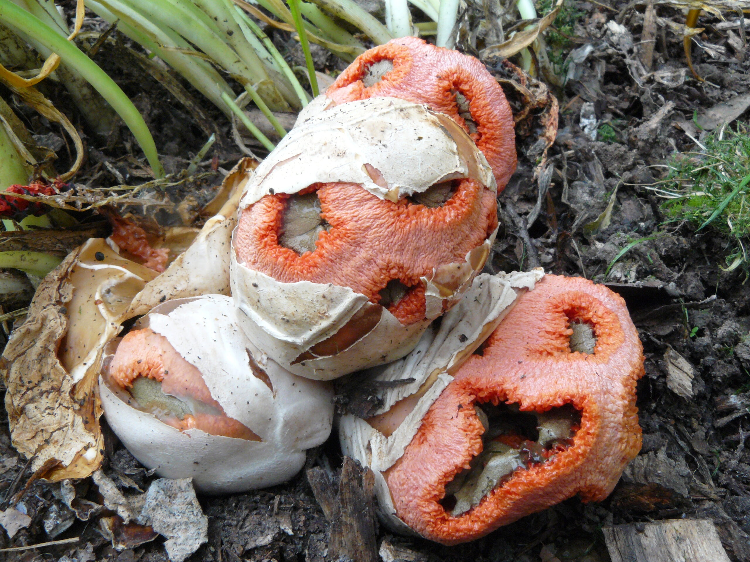 Red cage fungi (Clathrus ruber) bursting forth.