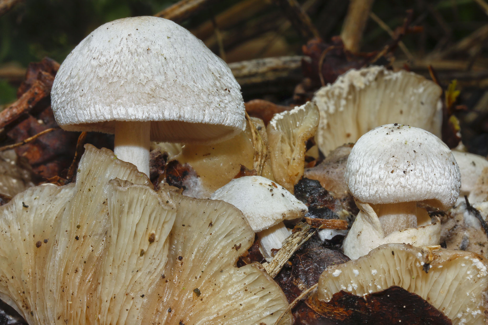 Piggy Back Pinkgill (Volvariella surrecta) emerging from the cap of its host Clouded Funnel.