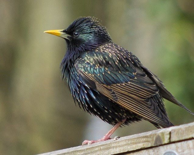 Starling by Keith Ellwood via flickr.