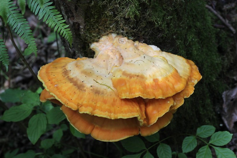 Chicken-of-the-woods - Laetiporus sulphureus.