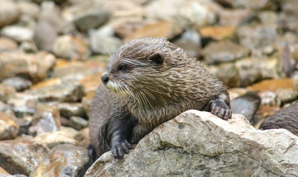 A brown otter laying on rocks on the river bed