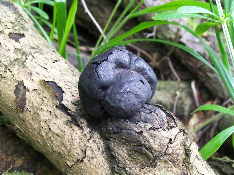 King Alfred's Cakes (Daldinia concentrica).