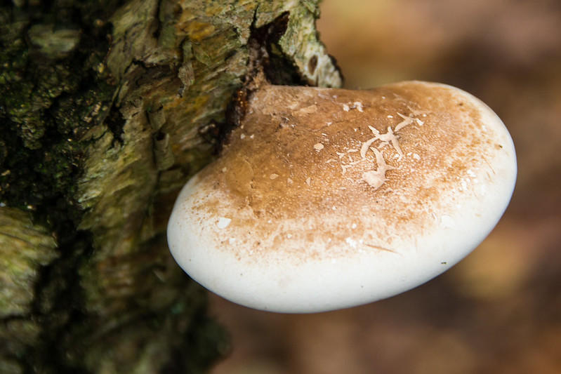 Birch polypore.