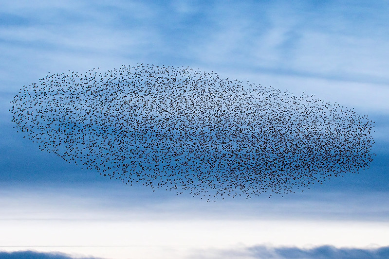 Starling Murmuration - Eastbridge.