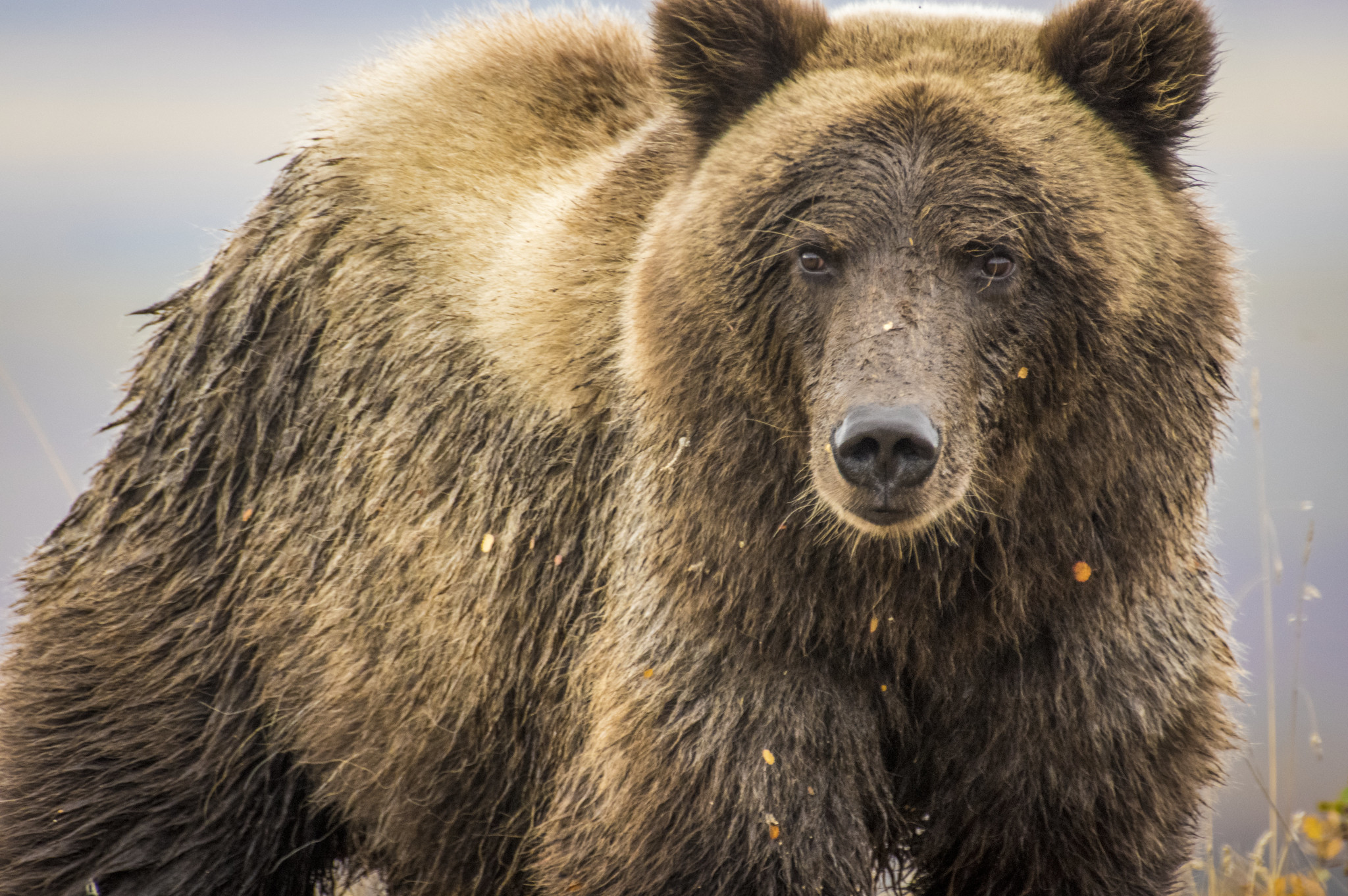 Close up of a wet, muddy Grizzly bear in Denali National Park, Alaska, USA.