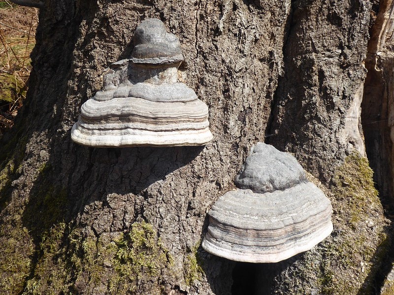 Horse Hoof Fungi, Knole Park, Sevenoaks, Kent.