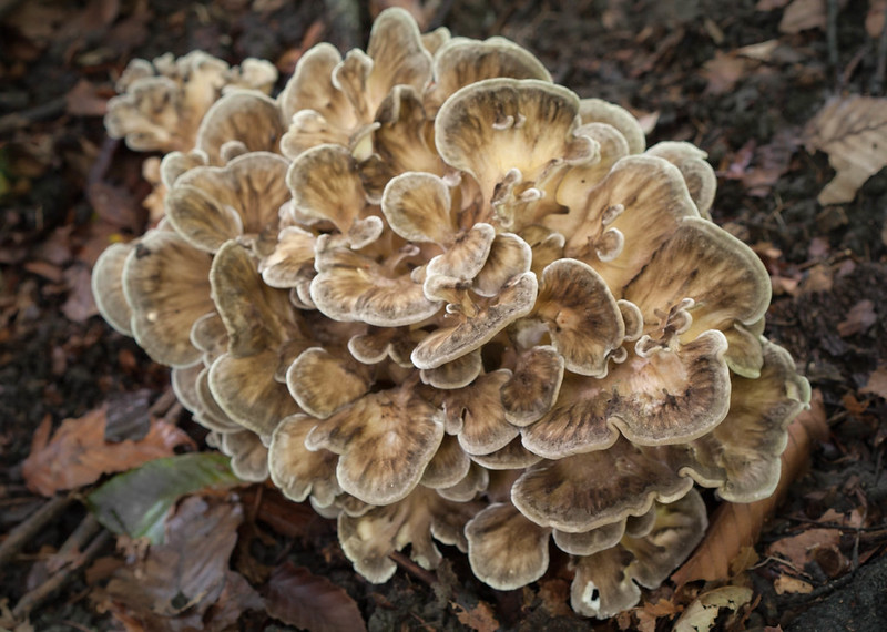 Hen of the woods, Grifola frondosa