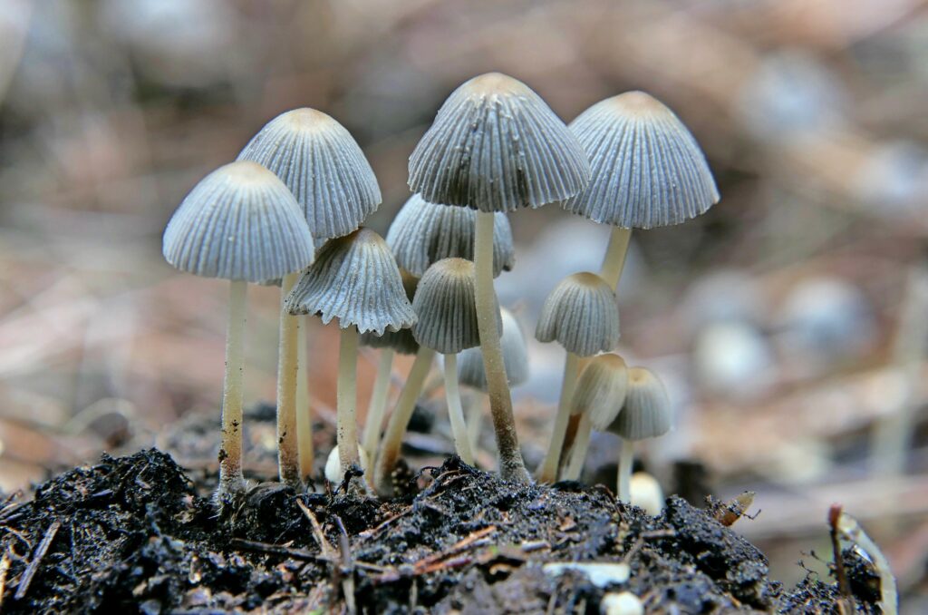 A group of small, white mushrooms with pleated caps