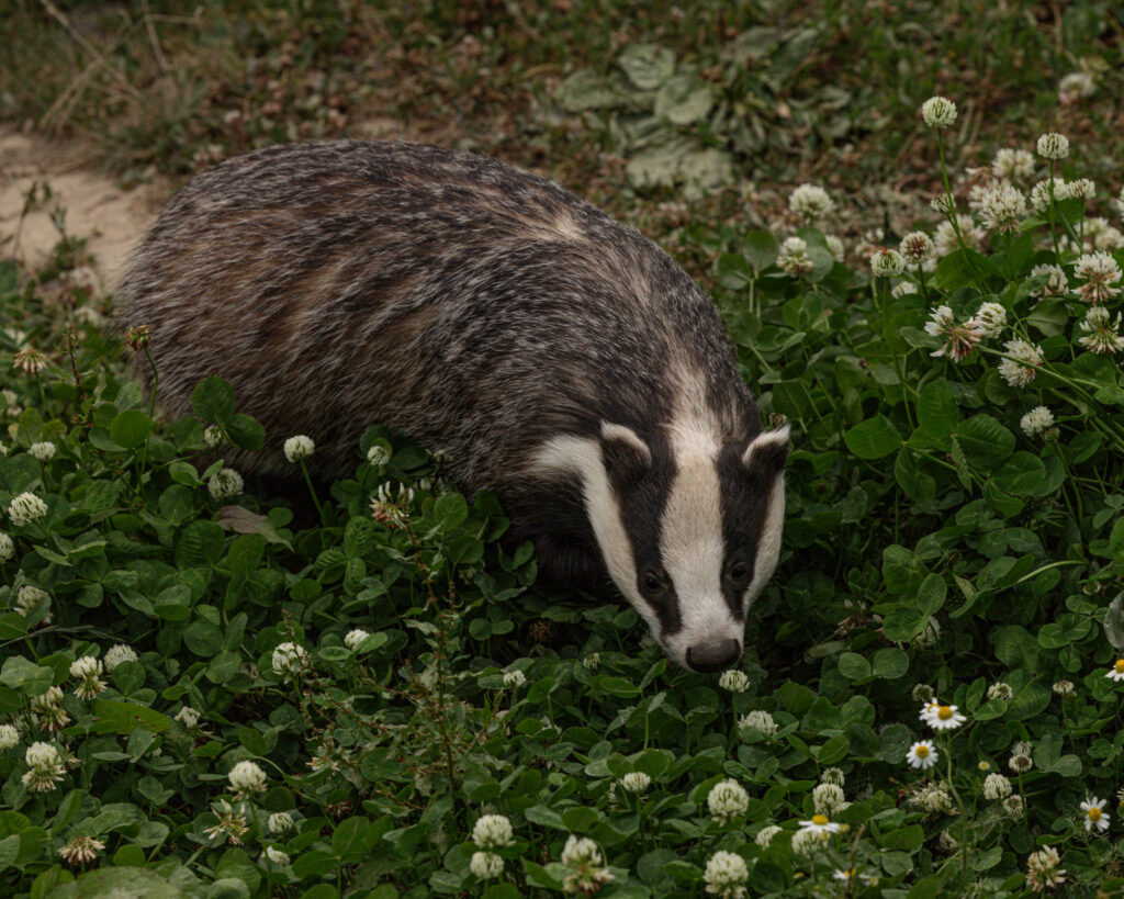 A grey badger standing on a bed of grass and clover