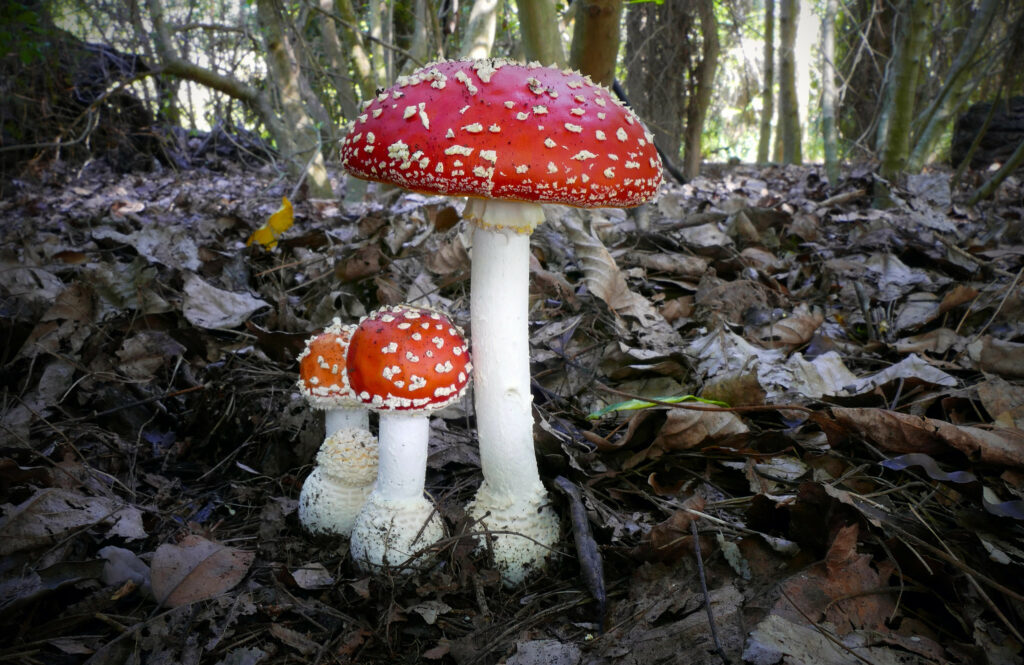 three mushrooms on a bed of leaf litter. one is much larger than the others. they all have clean white stems and spotted red caps