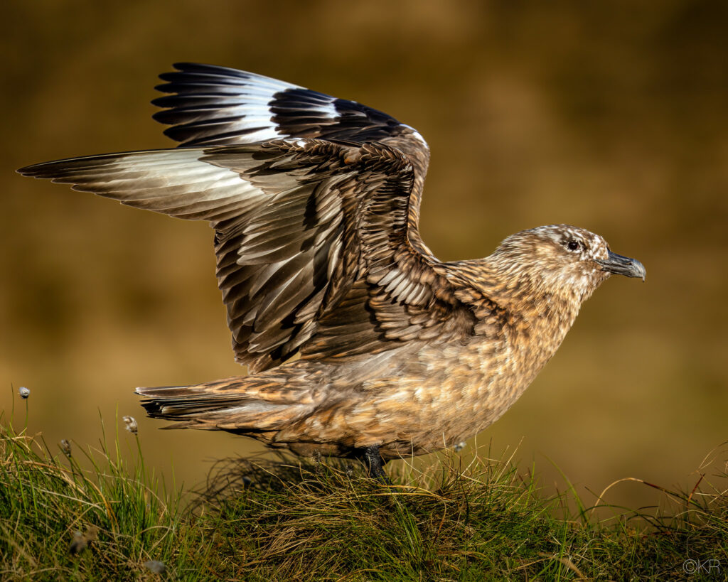 A large bird with mottled brown feathers and white patches on the palm of the wing