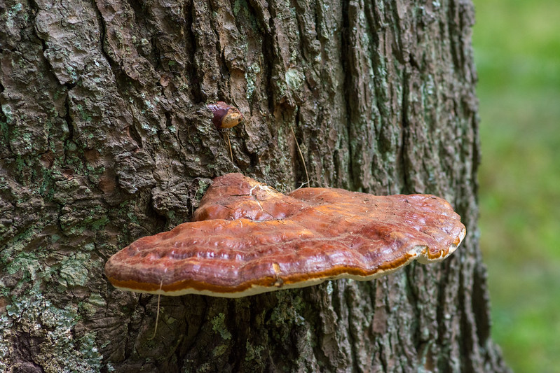 Southern Bracket fungi.