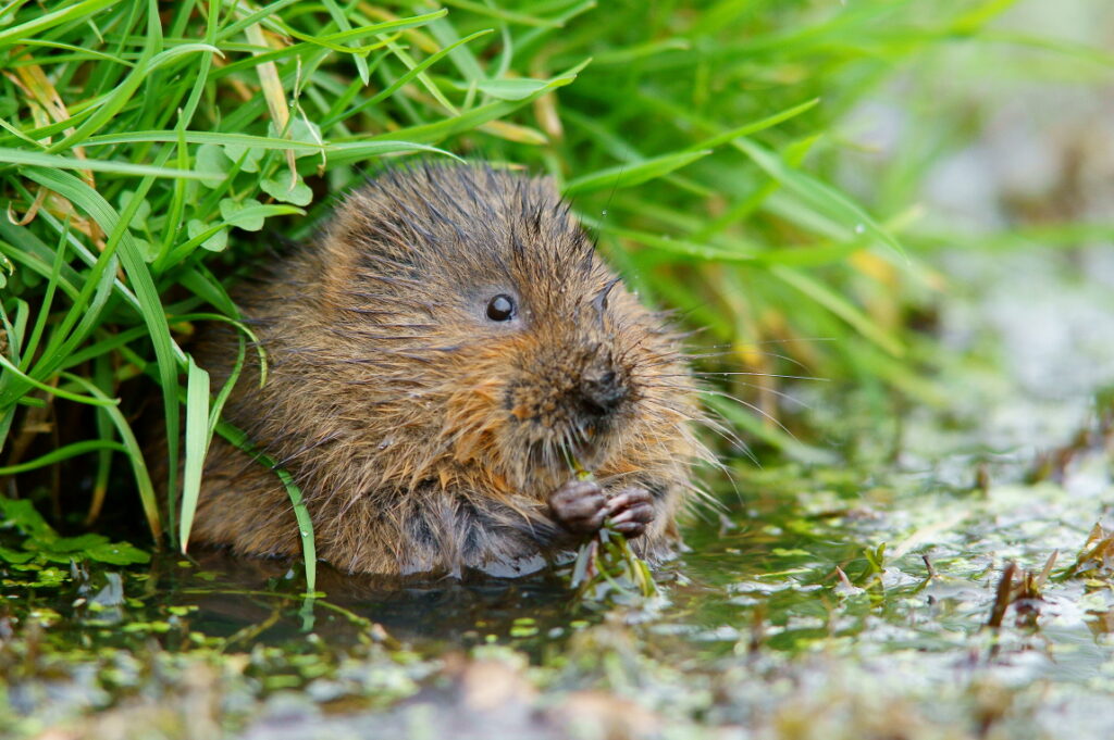 A light brown rodent is sat on a river bank underneath grasses, it has small black eyes and a small brown nose