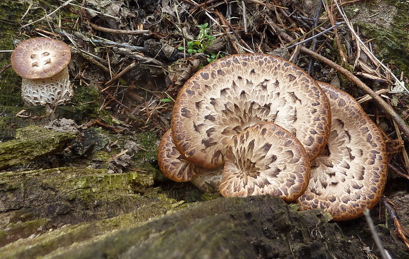 More Dryad's saddle.