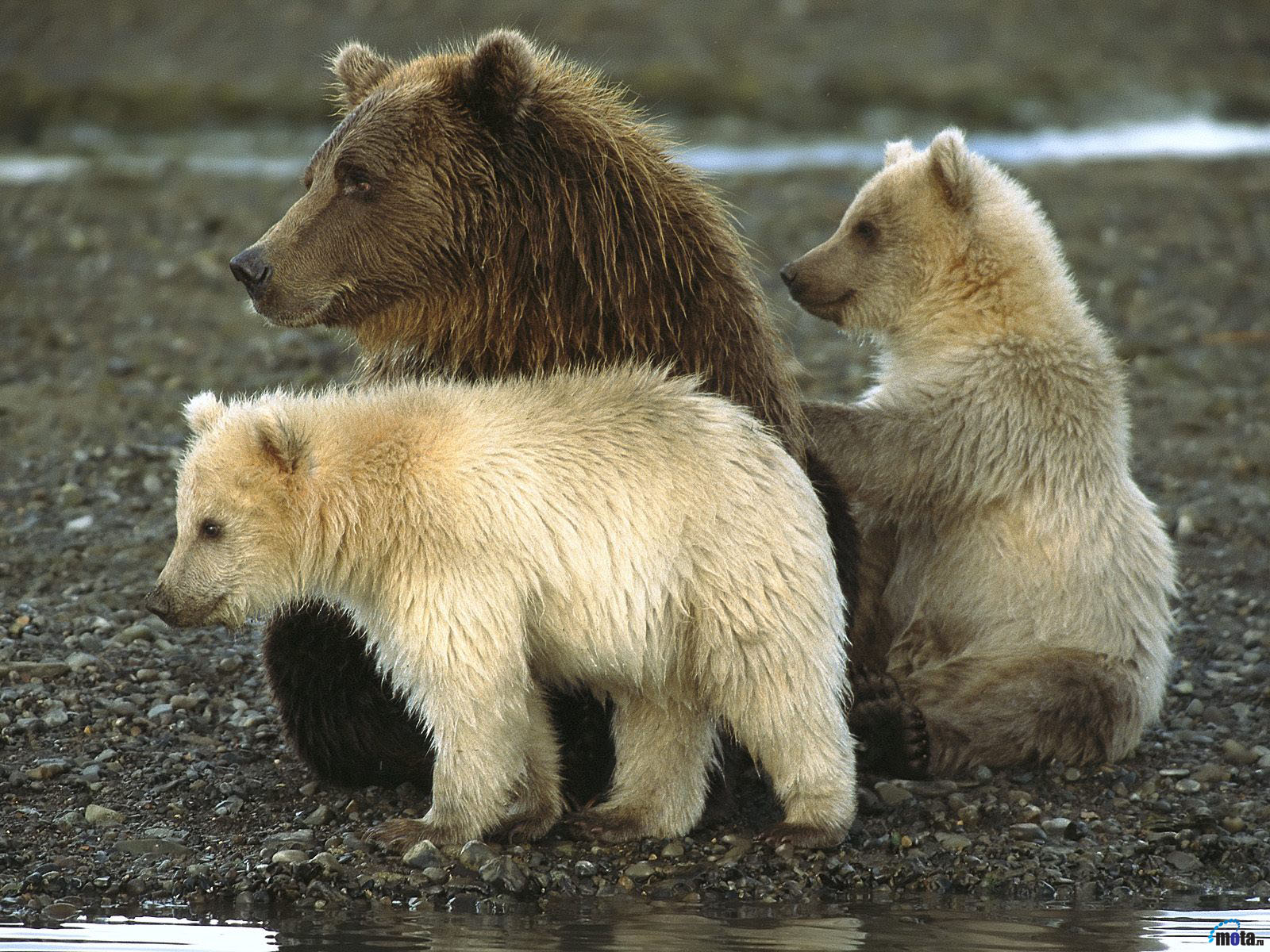 Three wild bears, one brown adult and two white cubs, sat by a streams edge,