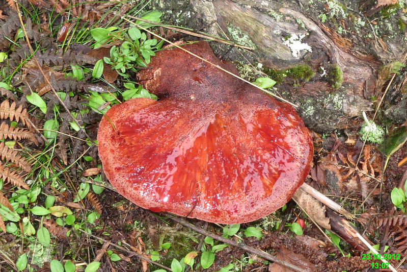 Beefsteak fungus (WGP).