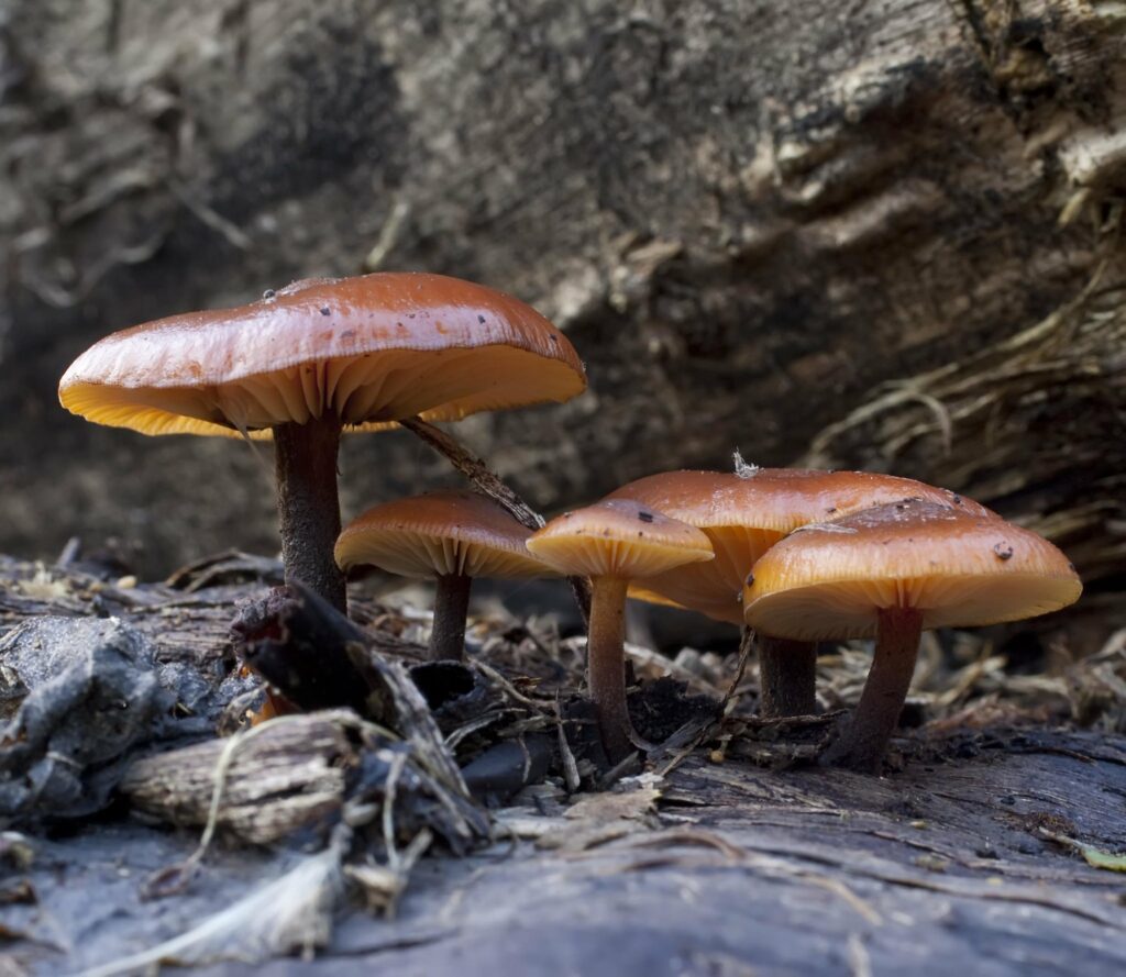 a group of brown mushrooms growing on a fallen tree. they have dark brown stems and light brown caps with a yellow underside