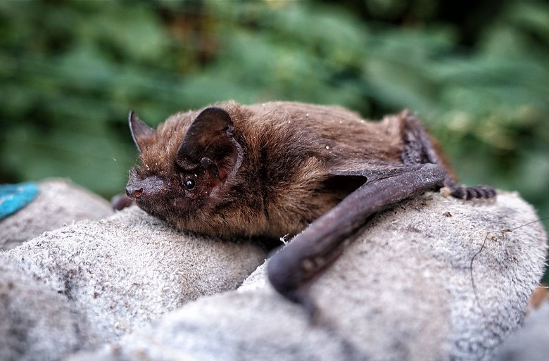 Common Pipistrelle (Pipistrellus pipistrellus) on a gloved hand.