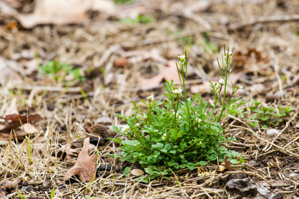 A small bushy plant on a forest floor, it has a couple of long stems with flowers at the top