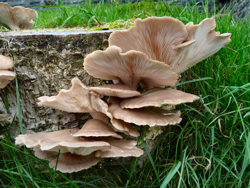 A cluster of oyster mushrooms on a tree stump, it is light cream underneath and a light brown on the top