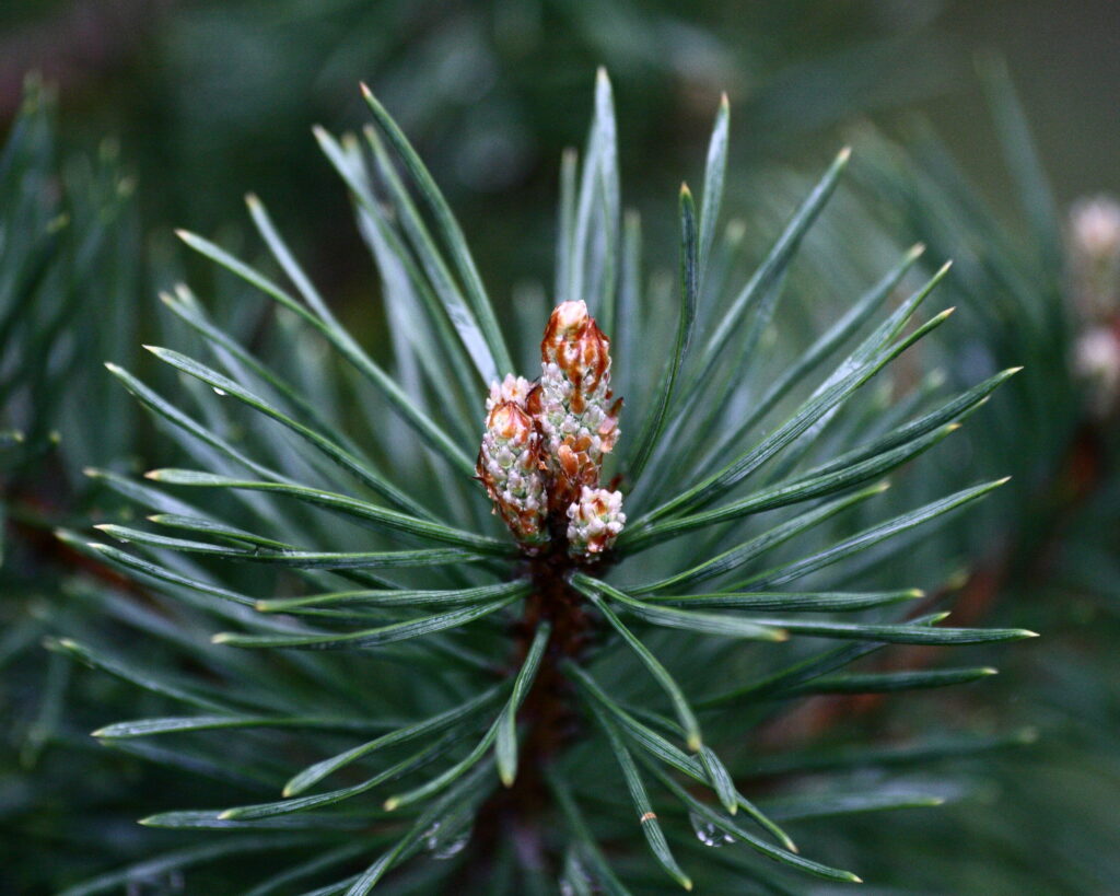 A close up shot of the scots pine needles and cone