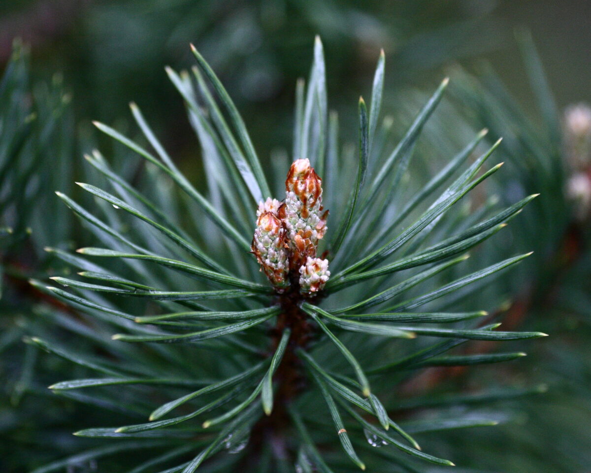 The NHBS Guide to Autumn and Winter Foraging