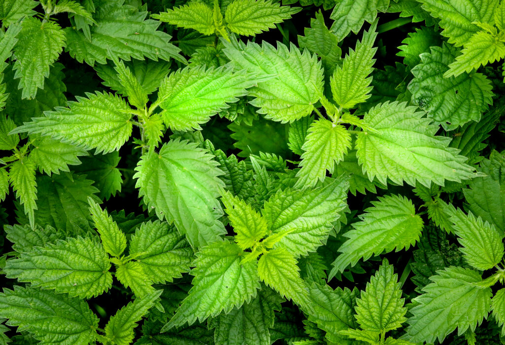 a bird-eye view of a patch of stinging nettles, who have strongly serrated leaves