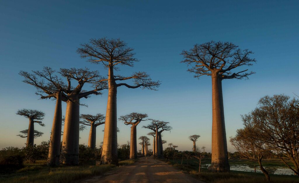 A group of large trees in Madagascar in front of sunset