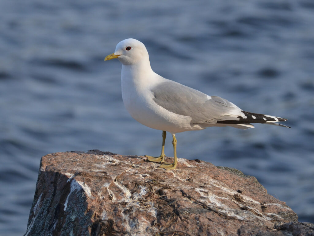 A seagull standing on a rock. It has a yellow beak and legs, a white body and grey wings. The wings are tipped with black.