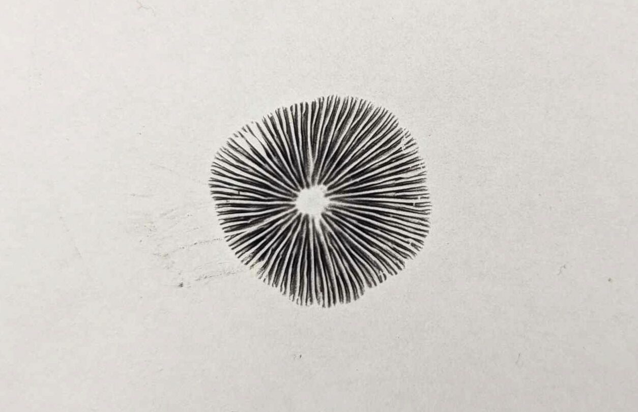 Spore print.