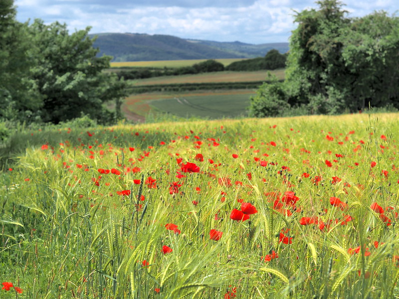 Les coquelicots by Dmitry Djouce, via flickr.