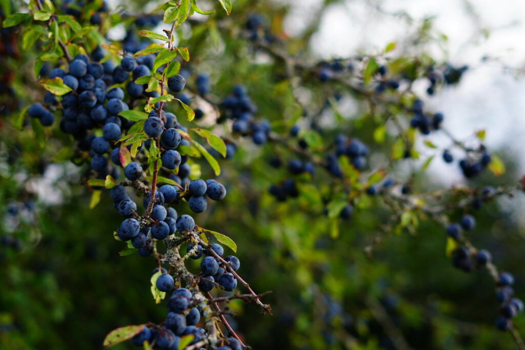 A branch with many bunches of purple blue berries