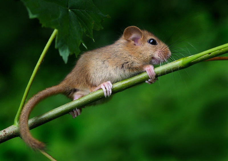 Hazel dormouse (Muscardinus avellanarius) by Frank Vassen.