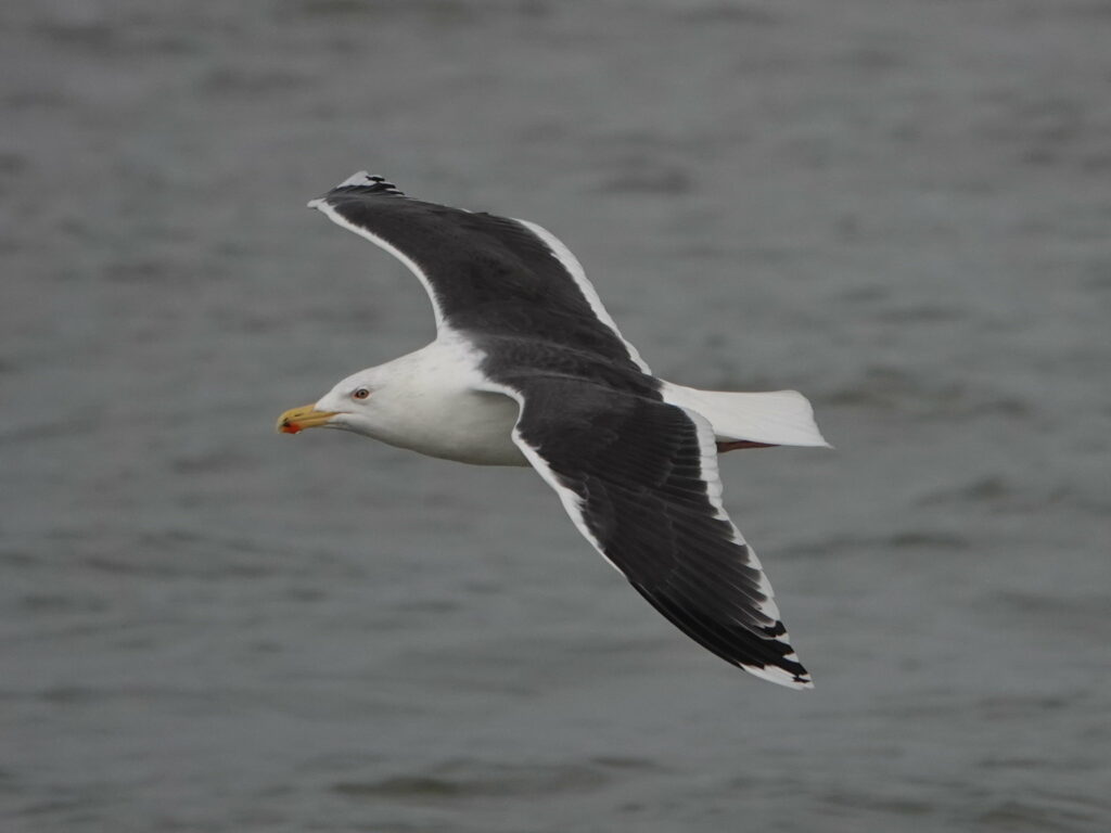 A large gull flying over the sea. It has a yellow beak with a red patch. Its body is white but the backs of the wings are a dark slate grey