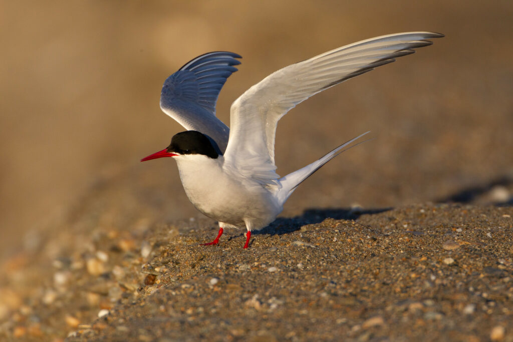 A small white bird with a black head. Its legs and beak are a vibrant red and the wing tops are a light grey