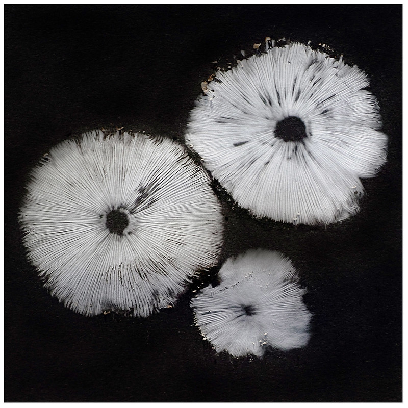 Death Cap mushroom spore prints.