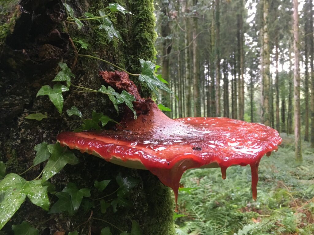 a flat fungus growing from the bark of a tree. it ids bright red and slimy on top and is white underneath