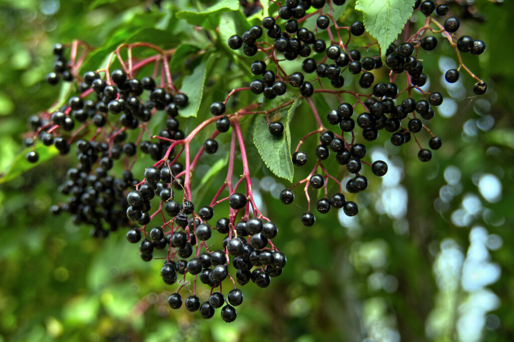 Bunches of small black purple berries hanging from pink branches