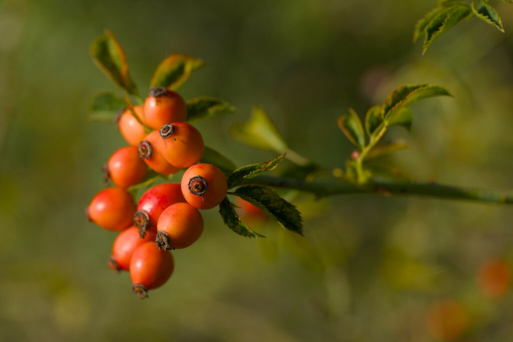 A branch with a bunch of orange and red berries