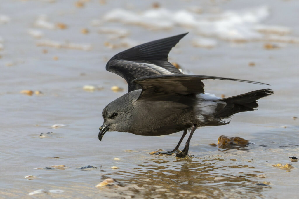 A dark grey bird with a black, hooked beak and black legs. It is standing on the sand with its wings spread